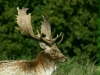 Fallow Deer <i>Dama dama</i>